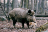 Vaddisznópörkölt az iskolai menzán?