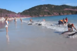 VIDEÓ: Delfinmentés Brazíliában