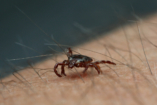 Országos kampány indul a Lyme-kór mentes Magyarországért