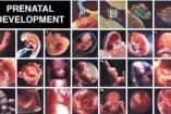 Többen voltak kíváncsiak az életvédő aktivistára, mint a Planned Parenthood elnökére
